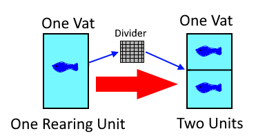 A representation of how a single rearing unit can be split in two with the addition of a divider.